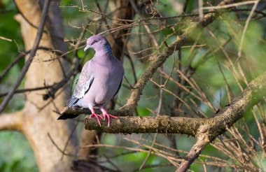 Picazuro Güvercini, Asa Branca olarak da bilinir. Brezilya 'ya özgü büyük güvercin. Tür Patagioenas Picazuro. Hayvanlar Dünyası. Kuş izleme..