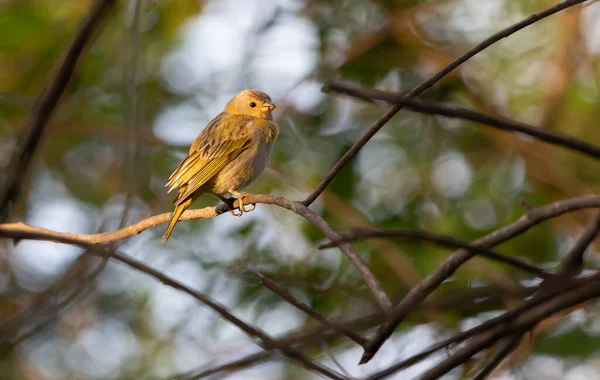 藏红花雀 Saffron Finch Canario 是巴西中南部地区特有的一种黄鸟 鳞茎属植物 赏鸟人 塞拉多 黄鸟黄金时间 — 图库照片