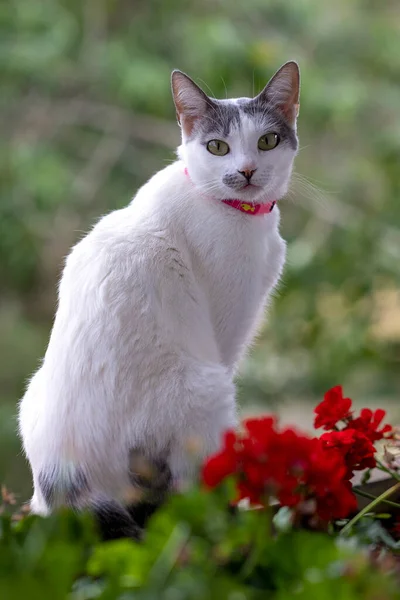 Кіт Висячому Саду Біла Кішка Сірим Вухом Сидить Підвішеному Саду — стокове фото