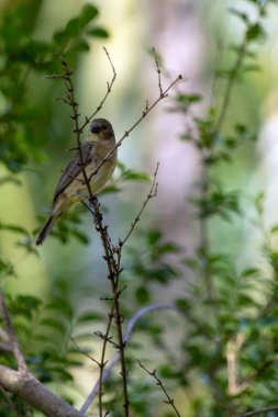 Paslı yakalı Seedeater ayrıca bataklık yakası ya da ormandaki bir ağaç dalına tünemiş 