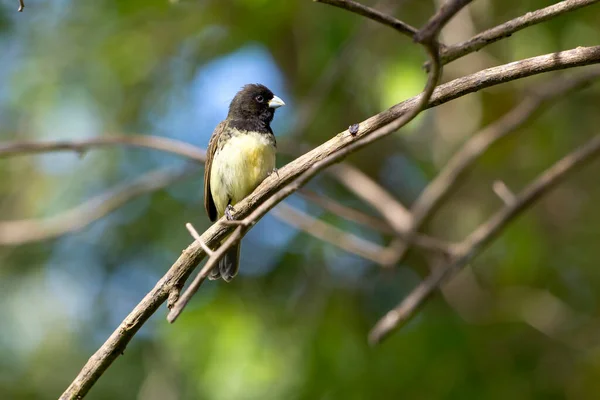 黄腹探索者的雄性也被称为拜阿诺 栖息在森林的树枝上 物种Sporophila Nigricollis 爱鸟的人观鸟 — 图库照片