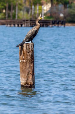A Neotropic Cormorant or Olivaceous Cormorant also know Bigua singing on a log over the lake. Species Nannopterum brasilianus. Animal wildlife. Thick. Birdwatcher. Birding clipart