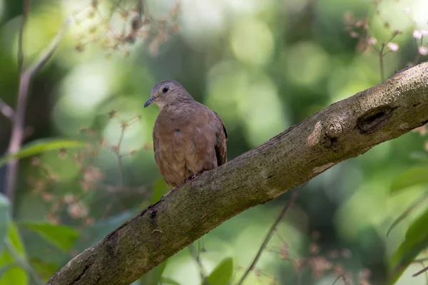 Ruddy Ground Dove Perched Branch Small Tropical Dove Brazil South — Stock Photo, Image