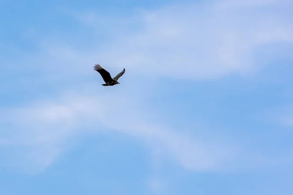 Amerikanska Svarta Gamar Flyger Den Blå Himlen Med Moln Arten — Stockfoto
