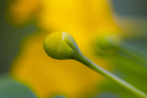 黄色孔雀花的花蕾也被称为小萤火虫树或天堂之鸟花 沙门氏菌属植物 黑色背景 后续行动 — 图库照片