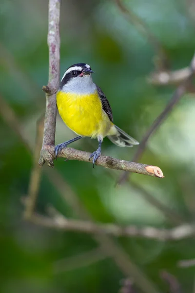 Bananaquit Also Known Cambacica Perched Branch Species Coereba Flaveola Stunning — Stock Photo, Image