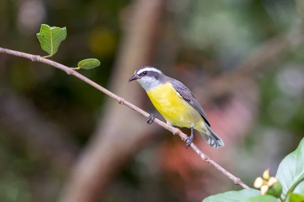 Bananaquit Also Known Cambacica Perched Guava Tree Species Coereba Flaveola — Fotografia de Stock