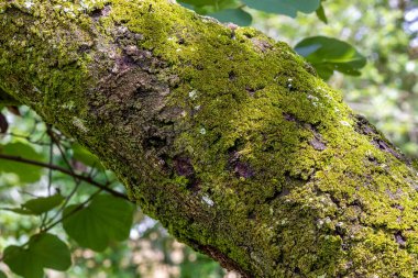 Ağaç gövdesinde yeşil bir yosun.