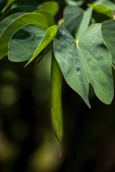 Fruto Orquídea Brasileña También Conoce Como Pata Vaca Pezuna Vaca —  Fotos de Stock