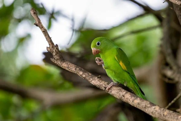 Plain Parakeet Eating Sunflower Seed Perched Tree Parrot Species Brotogeris — Stock Photo, Image