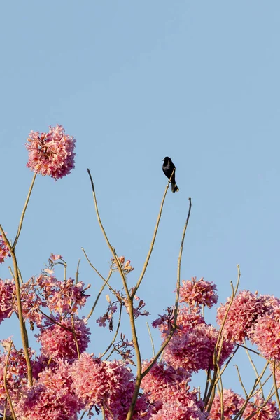 The Shiny Cowbird also Know as Chupim or Mirlo pousado no alto de um Handroanthus heptaphyllus also know pink trumpet tree or pink tab or pink Ipe. Species Molothrus bonariensis. Birdwatcher. Birding