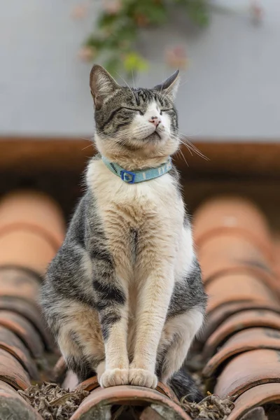 Cat Roof Gray White Spotted Male Cat Sunbathing Roof Animal — стокове фото