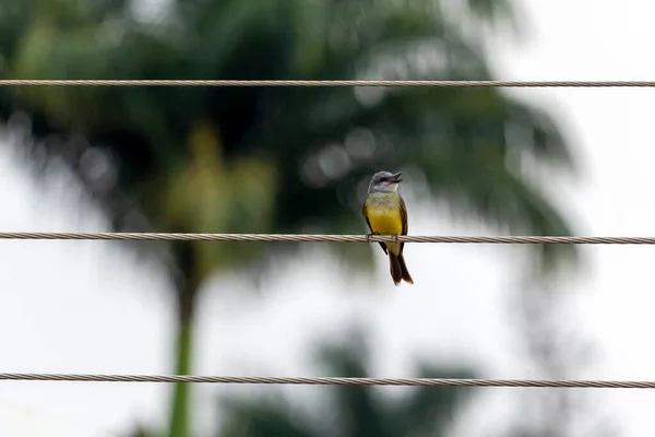 Tropical Kingbird Also Known Suiriri Singing Perched Power Wire Species — Fotografia de Stock