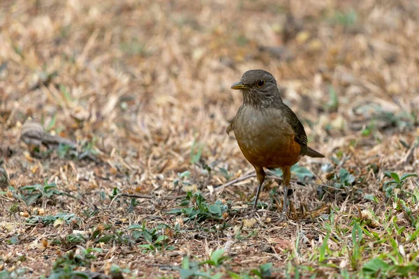 Die Rotbauchdrossel Auch Bekannt Als Sabia Laranjeira Hockt Auf Dem — Stockfoto