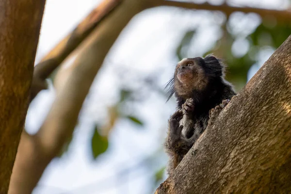 Μαϊμού Στο Δέντρο Black Tufted Marmoset Επίσης Γνωστό Mico Estrela — Φωτογραφία Αρχείου