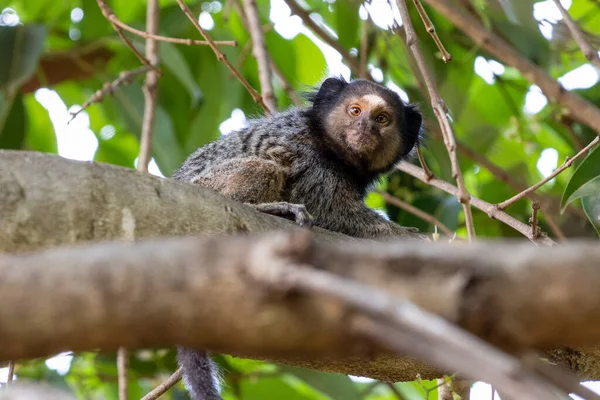 Μαϊμού Στο Δέντρο Black Tufted Marmoset Επίσης Γνωστό Mico Estrela — Φωτογραφία Αρχείου