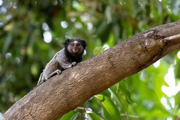 Μαϊμού Στο Δέντρο Black Tufted Marmoset Επίσης Γνωστό Mico Estrela — Φωτογραφία Αρχείου