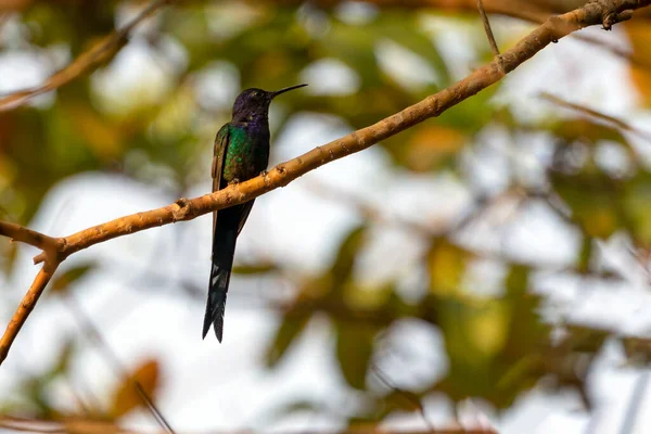 Beija Flor Cauda Andorinha Empoleirado Ramo Uma Árvore Floresta Espécie — Fotografia de Stock