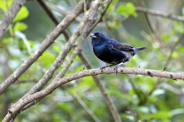 青黒の草は 枝にTiziuとして知られて終了します 種Volatinia Jacarina 緑の背景 動物界 バードウォッチング 青い鳥 — ストック写真