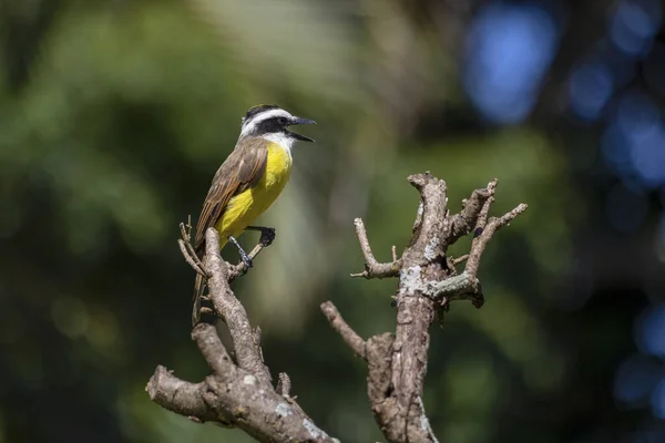 Urban yellow bird. The Great Kiskadee also know as Bem-te-vi perched on a top of tree. Species Pitangus sulphuratus. Animal world. Bird lover. Birdwatching.