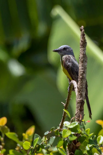 Tropical Kingbird Also Known Suiriri Perched Branches Tree Species Tyrannus — Stock Photo, Image