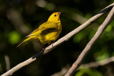 Brezilya Amazon 'undan sarı kuş. Orange-front Yellow-Finch, Canario-do-Amazonas 'ı da biliyor. Tür Sicalis Columbiana. Kuş İzleyici.