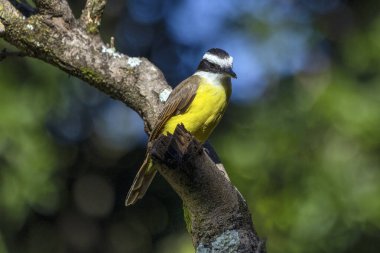 Brezilya 'dan gelen sarı kuş. Büyük Kiskadee, ağacın tepesine tünemiş Bem-te-vi olarak da bilinir. Tür Pitangus sülfür. Hayvanlar Dünyası. Kuş sever. Kuş izleme..
