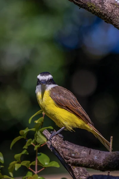 The yellow bird from Brazil. The Great Kiskadee also know as Bem-te-vi perched on a top of tree. Species Pitangus sulphuratus. Animal world. Bird lover. Birdwatching.