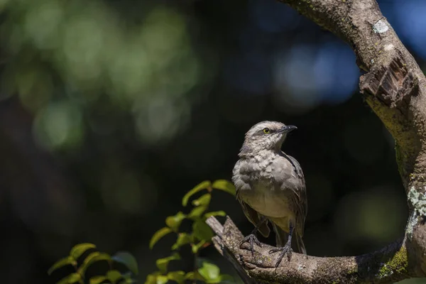 チョーク色のモッキンバードや木の上に建つ サビア堂 ブラジルの南中部に生息する典型的な鳥です 種ミムス サトゥルニヌス バードウォッチング — ストック写真