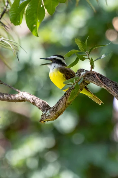 来自巴西的黄鸟伟大的Kiskadee也被称为Bem 栖息在树梢上 牠们的种类是硫磺藻 动物世界爱鸟的人观鸟 — 图库照片