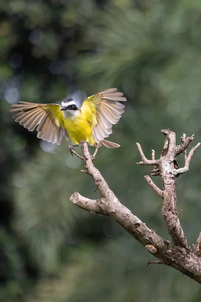 Yellow Bird Brazil Great Kiskadee Also Know Bem Open Wings — Stock Photo, Image