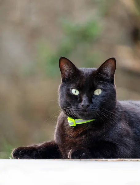Gato Negro Con Ojos Amarillos Acostado Balcón Defensor Animales Mundo —  Fotos de Stock