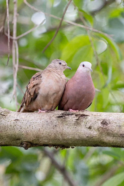 ルディ グラウンド 鳩からデートカップル ブラジルや南米からの小さな熱帯の鳩で ロリンハほど知られています 種Columbina Talpacoti バレンタインデー バードウォッチング — ストック写真