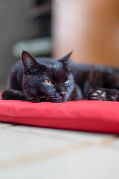 Gato Negro Con Ojos Amarillos Muy Somnoliento Los Animales Defienden — Foto de Stock