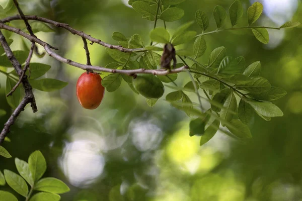 Arbre Typique Amérique Centrale Sud Spondias Purpurea Fruits Est Communément — Photo
