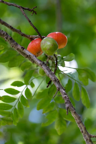 Arbre Typique Amérique Centrale Sud Spondias Purpurea Fruits Est Communément — Photo