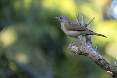 Brezilya savanasının bir kuşudur. Solgun göğüslü Thrush, ağaç dalındaki Sabia Barranco olarak da bilinir. Türleri Turdus lökomellae. Kuş gözlemciliği. Hayvanlar Dünyası. Kuşçuluk