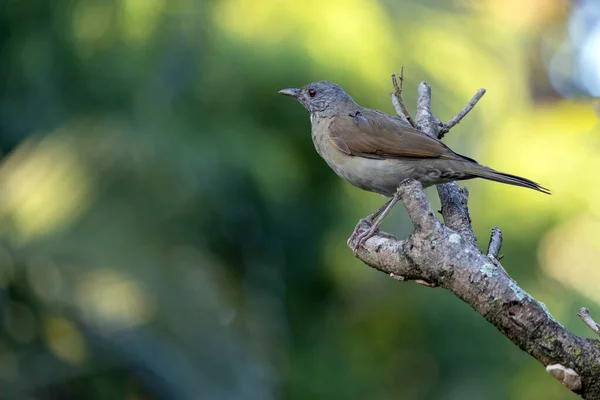 ブラジルのサバンナの鳥 木の枝にあるサビア バランコ Sabia Barranco としても知られています 種Turdus Leucomellae バードウォッチング 動物界 — ストック写真