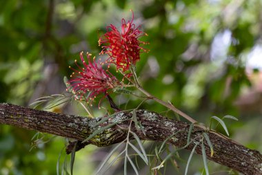 Canlı bir Grevillea çiçeği. Brezilya 'nın orta batısında da bir Avustralya yerli kırmızı çiçeği bulundu. Tür Grevillea banksii. Şaşırtıcı doğa..