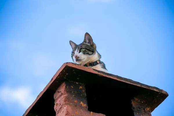 고양이 고양이가 굴뚝에서 일광욕을 있었다 동물의 애호가 고양이 애호가 와이어 — 스톡 사진
