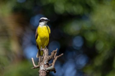 Brezilya 'dan gelen sarı kuş. Büyük Kiskadee, ağacın tepesine tünemiş Bem-te-vi olarak da bilinir. Tür Pitangus sülfür. Hayvanlar Dünyası. Kuş sever. Kuş izleme..