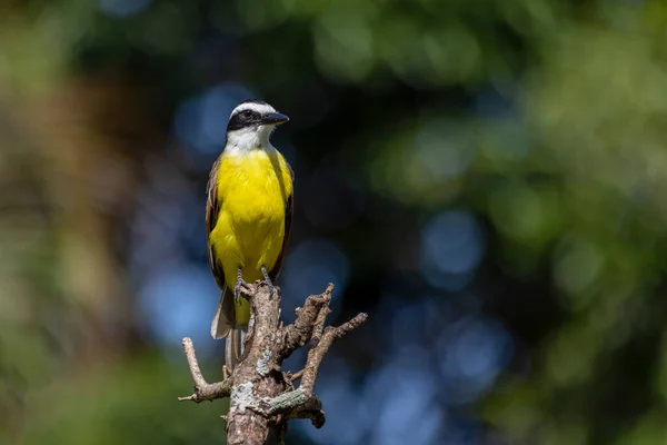 The yellow bird from Brazil. The Great Kiskadee also know as Bem-te-vi perched on a top of tree. Species Pitangus sulphuratus. Animal world. Bird lover. Birdwatching.