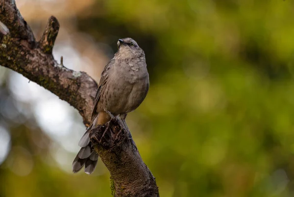 Moqueur Craie Brune Sabia Campo Perché Sur Arbre Est Oiseau — Photo