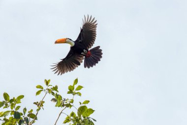 Bir Toco Toucan aynı zamanda bir ağacın üzerinden uçan Tucano olarak da bilinir. Tür Ramphastos kütüğü. Kuş gözlemcisi. Kuşçuluk. 