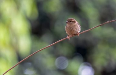 Dala tünemiş yavru bir serçe. Tür Passer domesticus. Hayvanlar Dünyası. Kuş gözlemciliği. Kuş sever..