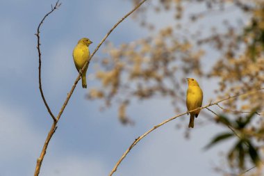 Brezilya Amazon 'undan sarı kuş. Bir çift turuncu-önlü sarı-Finch de Canario-do-Amazonas 'ı tanıyor. Tür Sicalis Columbiana. Kuş İzleyici.