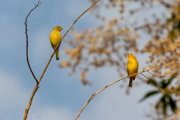 Der Gelbe Vogel Aus Dem Brasilianischen Amazonas Ein Paar Orangefarbene — Stockfoto