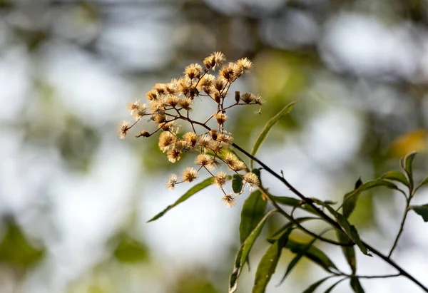 Seeds Vernonanthura Polyanthes Also Know Assa Peixe Tree Native Brazil — Stock Photo, Image