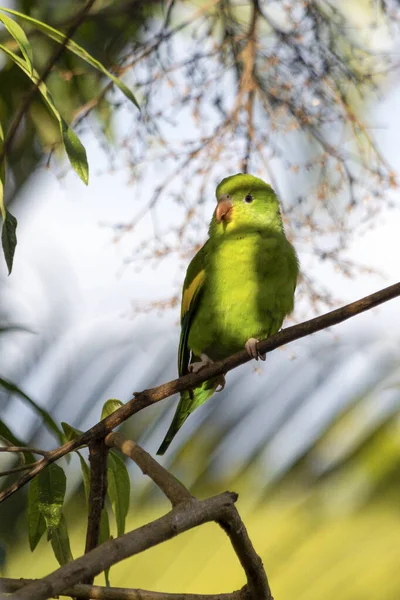 Plain Parakeet Perched Branch Golden Hour Species Brotogeris Tyrica Typical — Stock Photo, Image