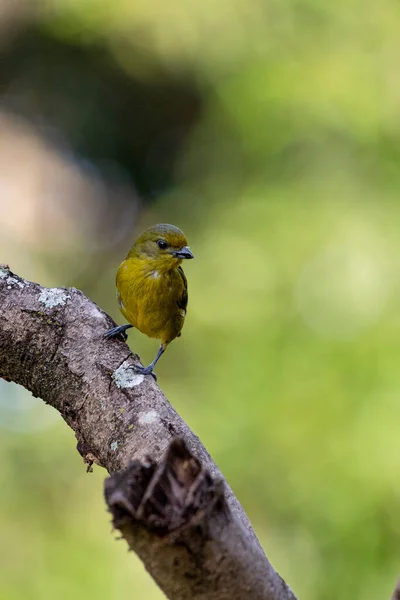 Samica Tropikalnego Ptaka Gwałtowna Euforia Znana Jako Gaturamo Siedząca Gałęzi — Zdjęcie stockowe